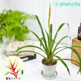 PLANCHU 観葉植物 グズマニア ディッシティフローラ マイヨル 3.5号鉢 受け皿付き 育て方説明書付き Guzmania dissitiflora ‘Major’ ブロメリア
