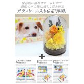 【動物病院 ペットサロン御用達】ペット お供え 仏壇 仏花 四十九日 御供 仏花 法事 亡くなった お悔み花 プリザーブドフラワー 猫 犬 ペット お供え 花 仏花 ガラスドーム 線香 ろうそく 仏花 法要 供養 水やり不要 ペット用仏具 お悔やみ クリアケース付
