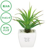 名入れ CT触媒グリーン アガベ セダム 造花 空気 きれい ラッピング ギフトバッグ プレゼント クリスマス ホワイトデー 開店祝い 出産祝い 彼氏 彼女 誕生日 父の日 母の日 敬老の日 誕生日 夫婦 結婚祝い 内祝い 名入れギフトの日