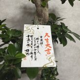 ガジュマル 観葉植物 八の字 8号鉢苗 大型 盆栽 末広がりの8の字 室内 珍しい 希少種 多幸の木 幸福をもたらす精霊が住むガジュマルの木 おしゃれなインテリア 結婚祝い 新築祝い 開店祝い 開業祝い 誕生日 母の日 父の日 記念日 プレゼントギフト 肥料別売り 敬老の日