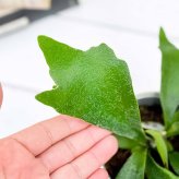 PLANCHU 観葉植物 プラティケリウム アルキコルネ 3.5号鉢 受け皿付き 育て方説明書付き Platycerium alcicorne アルシコルネ ビカクシダ コウモリラン シダ植物