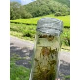 【自然栽培のお茶】茶の花煎茶ティーバッグ8包