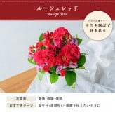 カラフルガーデン アレンジメントS  生花 花市場から直送 お祝い 誕生日 記念日