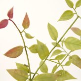 観葉植物 造花 ライベリー BROWN 全高約105cm 中型 フェイクグリーン 本物そっくり おしゃれ インテリア 人工観葉植物 アーティフィシャルグリーン オフィス 店舗 ホテル 開店祝い 室内 インテリアグリーン 枝もの フェイク