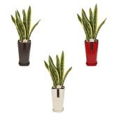 サンスベリア 6号 カラーポット 高さ約70cm 観葉植物
