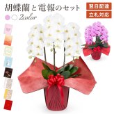 【送料無料】 大輪胡蝶蘭 ３本立 スタンダード【約30輪 選べる２色】 電報セット可能 フラワー 花 祝電 お祝い ギフト プレゼント 結婚式 結婚祝い 結婚記念日 誕生日 還暦 長寿祝い 記念日 事務所移転 開店 開業祝い 昇進 栄転 就任祝い 定年退職 周年祝い 創立記念 ビジネス 叙勲 受章祝い 孫の日 七五三 いい夫婦の日 クリスマス 成人式 成人祝い 年賀 お正月 翌日配達