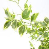 観葉植物 造花 斑入りベンジャミン BROWN 全高約150cm 大型 ゴムの木 フェイクグリーン 本物そっくり おしゃれ インテリア 人工観葉植物 アーティフィシャルグリーン オフィス 店舗 ホテル 開店祝い 室内 ベンジャミン 斑入り フィカス フェイク