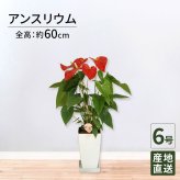 アンスリウム 赤 6号 角プラ 高さ約60cm 観葉植物