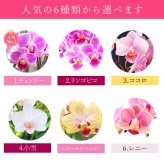 ＼早割！8/31の16時まで／ 敬老の日 ギフト プレゼント 早割 人気 花 生花 蘭 胡蝶蘭 鉢植え ミディ 2.5号 洋蘭園 フラワーギフト バウムクーヘン スイーツ お菓子 洋菓子 花とお菓子 60代 70代 80代 90代 おじいちゃん おばあちゃん 孫 孫から おいもや
