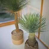 観葉植物 造花 ユッカ ロストラータ BROWN 全高約91cm 中型 フェイクグリーン 本物そっくり おしゃれ インテリア 人工観葉植物 アーティフィシャルグリーン オフィス 店舗 ホテル 開店祝い 室内 ブルー フェイク
