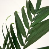 観葉植物 造花 ケンチャヤシ BROWN 全高約152cm 大型 フェイクグリーン 本物そっくり おしゃれ インテリア 人工観葉植物 アーティフィシャルグリーン オフィス 店舗 ホテル 開店祝い 室内 ケンチャパーム ヤシの木 フェイク