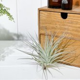 PLANCHU エアプランツ ティランジア コットンキャンディ ピンク Mサイズ 1株 W15×H10cm前後 育て方説明書付き Tillandsia ‘Cotton Candy Pink’ エアープランツ チランジア