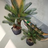 観葉植物 造花 ソテツ BROWN 全高約86cm 中型 フェイクグリーン 本物そっくり おしゃれ インテリア 人工観葉植物 アーティフィシャルグリーン オフィス 店舗 ホテル 開店祝い 室内 蘇鉄 フェイク