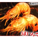 ボタンエビ 活 〆 オス 大中サイズ 1kg 秋 北海道 噴火湾産 送料無料※沖縄は送料別途加算