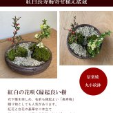 年に数回可憐な花が楽しめます【紅白長寿梅（コウハクチョウジュバイ）の寄せ植え盆栽（信楽焼鉢）】