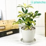 PLANCHU 観葉植物 シェフレラ アルボリコラ トリネッティ 3.5号鉢 受け皿付き 育て方説明書付き Schefflera arboricola ‘Trinette’ ホンコンカポック 斑入り