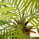 観葉植物 造花 カナリーヤシ BROWN 全高約116cm 中型 フェイクグリーン 本物そっくり おしゃれ インテリア 人工観葉植物 アーティフィシャルグリーン オフィス 店舗 ホテル 開店祝い 室内 フェニックス ヤシの木 フェイク