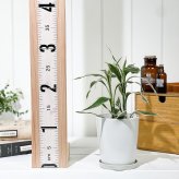 PLANCHU 観葉植物 ドラセナ サンデリアーナ ホワイト 4号鉢 受け皿付き 育て方説明書付き Dracaena sanderiana 銀葉千年木