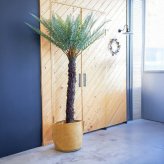 観葉植物 造花 ディクソニア BROWN 全高約183cm 大型 フェイクグリーン 高級 本物そっくり リアル おしゃれ 珍しい インテリア 人工観葉植物 アーティフィシャルグリーン オフィス 店舗 ホテル 開店祝い 室内 リビング 玄関 風水 木性シダ