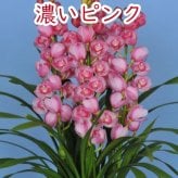 シンビジューム4~5本立ち 花 鉢シンビジウム 冬の洋蘭フラワーギフト プレゼント