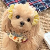 犬用 ヘアゴム 2点セット ペット用 ヘアアクセサリー シュシュ 犬 リボン風 耳飾り ヘアアクセ かわいい 小型犬 ペット用品 おしゃれ イエロー