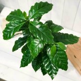 PLANCHU 観葉植物 コーヒーノキ アラビカ 6号鉢 受け皿付き 育て方説明書付き Coffea arabica コーヒーの木 珈琲の木 アラビカコーヒー