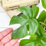 PLANCHU 観葉植物 ヒメモンステラ 4号鉢 受け皿付き 育て方説明書付き Rhaphidophora tetrasperma ラフィドフォラ モンステラ アロイド