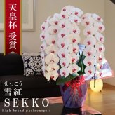 純国産 胡蝶蘭 花持ち長い 大輪3本立ち 45輪～ 【雪紅（せっこう）白赤】 産地直送 お祝い プレゼント 花 ギフト 贈り物 母の日 お供え お誕生日 開店祝い 開業祝い 移転祝い 就任祝い 昇進祝い 当選祝い 当日発送 王立園芸協会登録商品