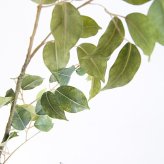 観葉植物 造花 ベンジャミン BROWN 全高約210cm 大型 フェイクグリーン 高級 本物そっくり リアル おしゃれ インテリア 人工観葉植物 アーティフィシャルグリーン 自然樹形 オフィス 店舗 ホテル 開店祝い 室内 リビング 玄関 風水 ベンジャミナ