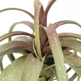 観葉植物 造花 チランジア ミックス BROWN 全高約81cm 中型 フェイクグリーン 本物そっくり おしゃれ インテリア 人工観葉植物 アーティフィシャルグリーン オフィス 店舗 ホテル 開店祝い 室内 エアプランツ フェイク