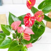 PLANCHU 観葉植物 アンスリウム レッド ＆ ピンク 4号鉢 2鉢セット 受け皿付き 育て方説明書付き Anthurium andraeanum アンスリューム 鉢花
