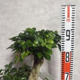 ガジュマル 観葉植物 八の字 8号鉢苗 大型 盆栽 末広がりの8の字 室内 珍しい 希少種 多幸の木 幸福をもたらす精霊が住むガジュマルの木 おしゃれなインテリア 結婚祝い 新築祝い 開店祝い 開業祝い 誕生日 母の日 父の日 記念日 プレゼントギフト 肥料別売り 敬老の日