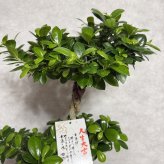 ガジュマル 観葉植物 八の字 8号鉢苗 大型 盆栽 末広がりの8の字 室内 珍しい 希少種 多幸の木 幸福をもたらす精霊が住むガジュマルの木 おしゃれなインテリア 結婚祝い 新築祝い 開店祝い 開業祝い 誕生日 母の日 父の日 記念日 プレゼントギフト 肥料別売り 敬老の日