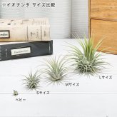 PLANCHU エアプランツ ティランジア イオナンタ Mサイズ 1株 W5×H5cm前後 育て方説明書付き Tillandsia ionantha エアープランツ チランジア