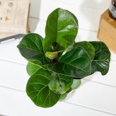 PLANCHU 観葉植物 フィカス リラータ 4号鉢 受け皿付き 育て方説明書付き Ficus lyrata カシワバゴムノキ