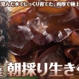 北海道産 朝採り生きくらげ 1kg 菌床栽培・無農薬 ぷりぷり肉質 送料無料 ※沖縄は送料別途加算