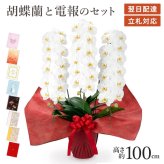 【送料無料】 大輪胡蝶蘭 ３本立 プレミアム 白【42輪以上】 電報セット可能 フラワー 花 祝電 お祝い ギフト プレゼント 結婚式 結婚祝い 結婚記念日 誕生日 還暦 長寿祝い 記念日 事務所移転 開店 開業祝い 昇進 栄転 就任祝い 定年退職 周年祝い 創立記念 ビジネス 叙勲 受章祝い 孫の日 七五三 いい夫婦の日 クリスマス 成人式 成人祝い 年賀 お正月 翌日配達