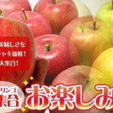 青森りんご 9kg 訳あり 送料無料 福袋 北海道産 青森産 リンゴ ※沖縄は送料別途加算 到着日指定不可
