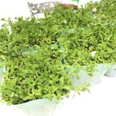 クラピア K5 薄桃品種 10株 すくすくセット 植栽マニュアル付き 苗10ポット 肥料活力剤2種付き イワダレソウ改良種 グランドカバー 植物 プランツ 薄ピンクの花 庭 屋上 緑化 K7と同程度の耐寒性 多年草 地被植物 ほふく性 下草 背が低い 宿根草