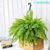 PLANCHU 観葉植物 ネフロレピス ツデー 7号吊り鉢 育て方説明書付き Nephrolepis exaltata ‘Teddy Junior’ ボストンファーン ボストンファン シダ植物