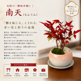 人気ギフト 盆栽 南天 細葉赤南天 実生 縁起物 送料無料 日時指定可 育て方ガイド付 ラッピング無料 記念樹 鉢植え シンボルツリー 日本庭園 苔リウム 盆栽 室内鑑賞 初心者 おしゃれ 花 誕生日 引っ越し 還暦 退職 お祝い 母の日 父の日 プレゼント