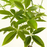 観葉植物 造花 パキラ BROWN 全高約175cm 大型 フェイクグリーン 高級 本物そっくり リアル おしゃれ インテリア 人工観葉植物 アーティフィシャルグリーン オフィス 店舗 ホテル 開店祝い 新築祝い 室内 リビング 玄関 風水 フェイク