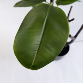 観葉植物 造花 フィカス ソフィア BROWN 全高約180cm 大型 フェイクグリーン 高級 本物そっくり リアル おしゃれ ナチュラル インテリア 人工観葉植物 アーティフィシャルグリーン オフィス 店舗 ホテル 開店祝い 室内 リビング 玄関 風水 ゴムの木