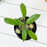 PLANCHU 多肉植物 ドルステニア フォエチダ 3号鉢 受け皿付き 育て方説明書付き Dorstenia foetida コーデックス