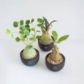 誕生日や記念日のプレゼントにおすすめ CT触媒コーデックス CT触媒 フェイクグリーン 人工観葉植物 造花 空気清浄 消臭 抗菌 インテリア 雑貨 おしゃれ ギフト