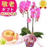 【まだ間に合う】 敬老の日 すぐ贈れるギフト 即日発送 ギフト プレゼント 花 生花 鉢植え 鉢花 胡蝶蘭 コチョウラン 蘭 ラン フラワーギフト 苺バウム スイーツ お菓子 洋菓子 花とお菓子 60代 70代 80代 90代 おじいちゃん おばあちゃん 孫 孫から 送料無料 おいもや
