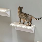 猫用爪とぎ 壁掛け キャットウォーク 幅56cm 日本製 完成品 arneco Nail Walk F-007 キャットタワー キャットステップ 壁面収納 猫用家具 多頭飼い 運動不足対策 木製 ペット家具 猫用品 犬用品 省スペース リビング おしゃれ