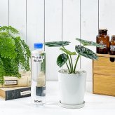 PLANCHU 観葉植物 アロカシア シヌアータ 4号鉢 受け皿付き 育て方説明書付き Alocasia sinuata アロイド ブルラータ