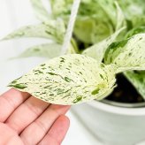 PLANCHU 観葉植物 ポトス マーブルクイーン 5号鉢 樹脂製ハンギング鉢カバー付き 育て方説明書付き エピプレムナム アロイド