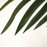 観葉植物 造花 シュロチク BROWN 全高約120cm 大型 フェイクグリーン 本物そっくり おしゃれ インテリア 人工観葉植物 アーティフィシャルグリーン オフィス 店舗 ホテル 開店祝い 室内 棕櫚竹 ヤシ フェイク